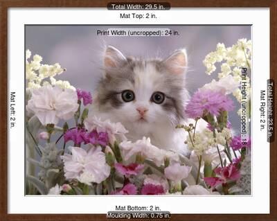 8 Week Silver Tortoiseshell And White Kitten Among Gillyflowers Carnations And Meadowseed Photographic Print Jane Burton Allposters Com