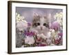 8-Week, Silver Tortoiseshell-And-White Kitten, Among Gillyflowers, Carnations and Meadowseed-Jane Burton-Framed Photographic Print