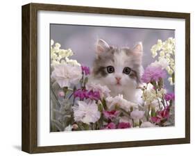 8-Week, Silver Tortoiseshell-And-White Kitten, Among Gillyflowers, Carnations and Meadowseed-Jane Burton-Framed Photographic Print