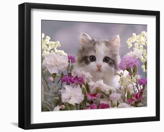 8-Week, Silver Tortoiseshell-And-White Kitten, Among Gillyflowers, Carnations and Meadowseed-Jane Burton-Framed Photographic Print