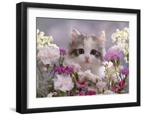 8-Week, Silver Tortoiseshell-And-White Kitten, Among Gillyflowers, Carnations and Meadowseed-Jane Burton-Framed Photographic Print