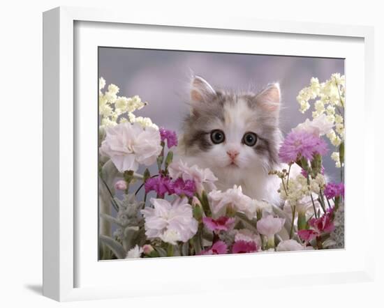 8-Week, Silver Tortoiseshell-And-White Kitten, Among Gillyflowers, Carnations and Meadowseed-Jane Burton-Framed Photographic Print