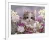 8-Week, Silver Tortoiseshell-And-White Kitten, Among Gillyflowers, Carnations and Meadowseed-Jane Burton-Framed Photographic Print