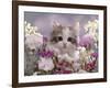 8-Week, Silver Tortoiseshell-And-White Kitten, Among Gillyflowers, Carnations and Meadowseed-Jane Burton-Framed Photographic Print