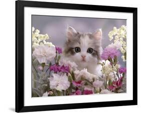 8-Week, Silver Tortoiseshell-And-White Kitten, Among Gillyflowers, Carnations and Meadowseed-Jane Burton-Framed Photographic Print