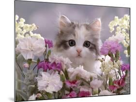 8-Week, Silver Tortoiseshell-And-White Kitten, Among Gillyflowers, Carnations and Meadowseed-Jane Burton-Mounted Photographic Print