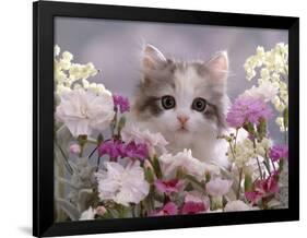 8-Week, Silver Tortoiseshell-And-White Kitten, Among Gillyflowers, Carnations and Meadowseed-Jane Burton-Framed Photographic Print