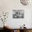 8-Week, Silver Tortoiseshell-And-White Kitten, Among Gillyflowers, Carnations and Meadowseed-Jane Burton-Photographic Print displayed on a wall