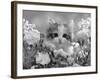 8-Week, Silver Tortoiseshell-And-White Kitten, Among Gillyflowers, Carnations and Meadowseed-Jane Burton-Framed Photographic Print