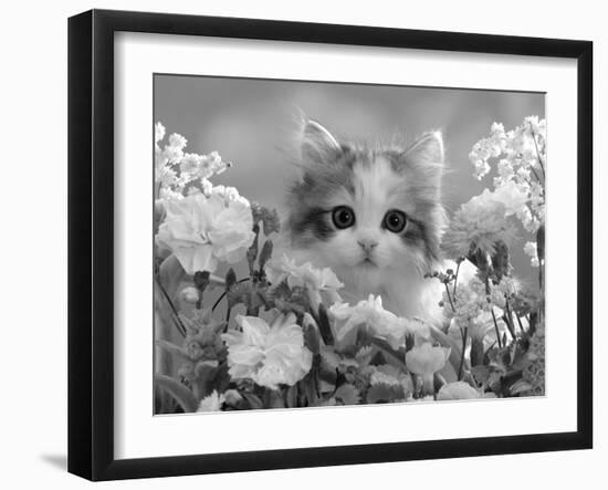 8-Week, Silver Tortoiseshell-And-White Kitten, Among Gillyflowers, Carnations and Meadowseed-Jane Burton-Framed Photographic Print