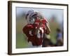 8 Year Old Boy Taking a Drink During a Football Game-null-Framed Photographic Print