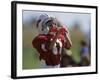 8 Year Old Boy Taking a Drink During a Football Game-null-Framed Photographic Print
