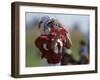 8 Year Old Boy Taking a Drink During a Football Game-null-Framed Photographic Print