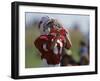 8 Year Old Boy Taking a Drink During a Football Game-null-Framed Photographic Print