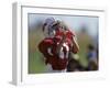 8 Year Old Boy Taking a Drink During a Football Game-null-Framed Photographic Print