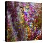 8132_Colors from the sun-Heidi Westum-Stretched Canvas