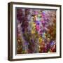 8132_Colors from the sun-Heidi Westum-Framed Photographic Print