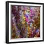 8132_Colors from the sun-Heidi Westum-Framed Photographic Print