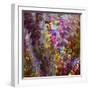 8132_Colors from the sun-Heidi Westum-Framed Photographic Print