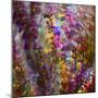 8132_Colors from the sun-Heidi Westum-Mounted Photographic Print