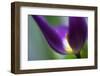 8446_Exposed-Heidi Westum-Framed Photographic Print