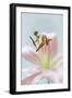 8534_Soft Lily-Heidi Westum-Framed Photographic Print