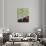 8COF-Pierre Henri Matisse-Giclee Print displayed on a wall