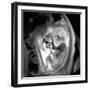 9 Month Foetus, MRI Scan-Du Cane Medical-Framed Photographic Print