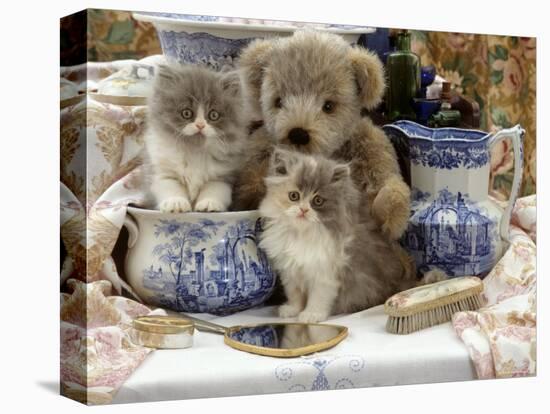 9-Week, Blue Bicolour Persian Kitten, Brindle Teddy Bear and Victorian Staffordshire Wash-Stand Set-Jane Burton-Stretched Canvas