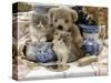 9-Week, Blue Bicolour Persian Kitten, Brindle Teddy Bear and Victorian Staffordshire Wash-Stand Set-Jane Burton-Stretched Canvas