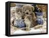 9-Week, Blue Bicolour Persian Kitten, Brindle Teddy Bear and Victorian Staffordshire Wash-Stand Set-Jane Burton-Framed Stretched Canvas