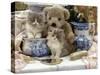 9-Week, Blue Bicolour Persian Kitten, Brindle Teddy Bear and Victorian Staffordshire Wash-Stand Set-Jane Burton-Stretched Canvas