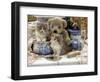 9-Week, Blue Bicolour Persian Kitten, Brindle Teddy Bear and Victorian Staffordshire Wash-Stand Set-Jane Burton-Framed Premium Photographic Print