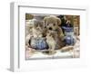 9-Week, Blue Bicolour Persian Kitten, Brindle Teddy Bear and Victorian Staffordshire Wash-Stand Set-Jane Burton-Framed Premium Photographic Print