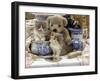 9-Week, Blue Bicolour Persian Kitten, Brindle Teddy Bear and Victorian Staffordshire Wash-Stand Set-Jane Burton-Framed Photographic Print