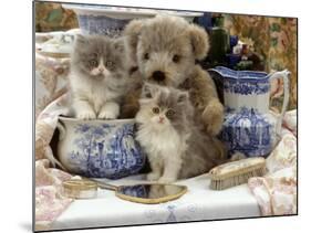 9-Week, Blue Bicolour Persian Kitten, Brindle Teddy Bear and Victorian Staffordshire Wash-Stand Set-Jane Burton-Mounted Photographic Print
