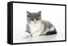 9 Week Old British Shorthair Kitten-null-Framed Stretched Canvas