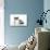 9 Week Old British Shorthair Kitten-null-Stretched Canvas displayed on a wall