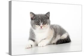 9 Week Old British Shorthair Kitten-null-Stretched Canvas