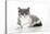 9 Week Old British Shorthair Kitten-null-Stretched Canvas