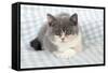 9 Week Old British Shorthair Kitten-null-Framed Stretched Canvas