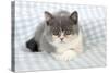 9 Week Old British Shorthair Kitten-null-Stretched Canvas