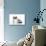 9 Week Old British Shorthair Kitten-null-Photographic Print displayed on a wall