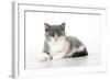 9 Week Old British Shorthair Kitten-null-Framed Photographic Print