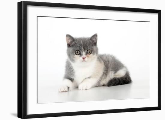 9 Week Old British Shorthair Kitten-null-Framed Photographic Print