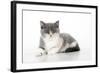 9 Week Old British Shorthair Kitten-null-Framed Photographic Print