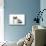 9 Week Old British Shorthair Kitten-null-Mounted Photographic Print displayed on a wall