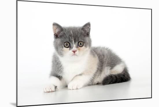 9 Week Old British Shorthair Kitten-null-Mounted Photographic Print