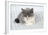 9 Week Old British Shorthair Kitten-null-Framed Photographic Print