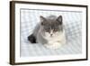 9 Week Old British Shorthair Kitten-null-Framed Photographic Print